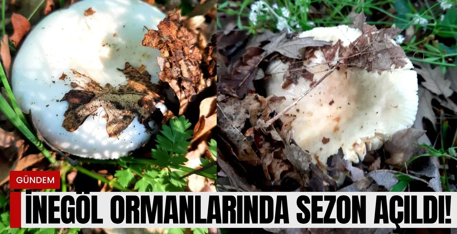 İnegöl ormanlarında sezon açıldı!