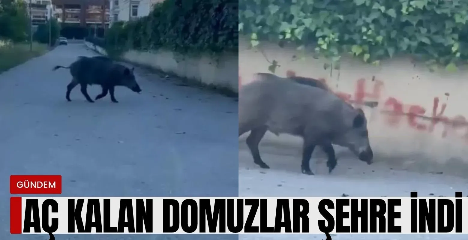 Aç kalan domuzlar şehre indi!