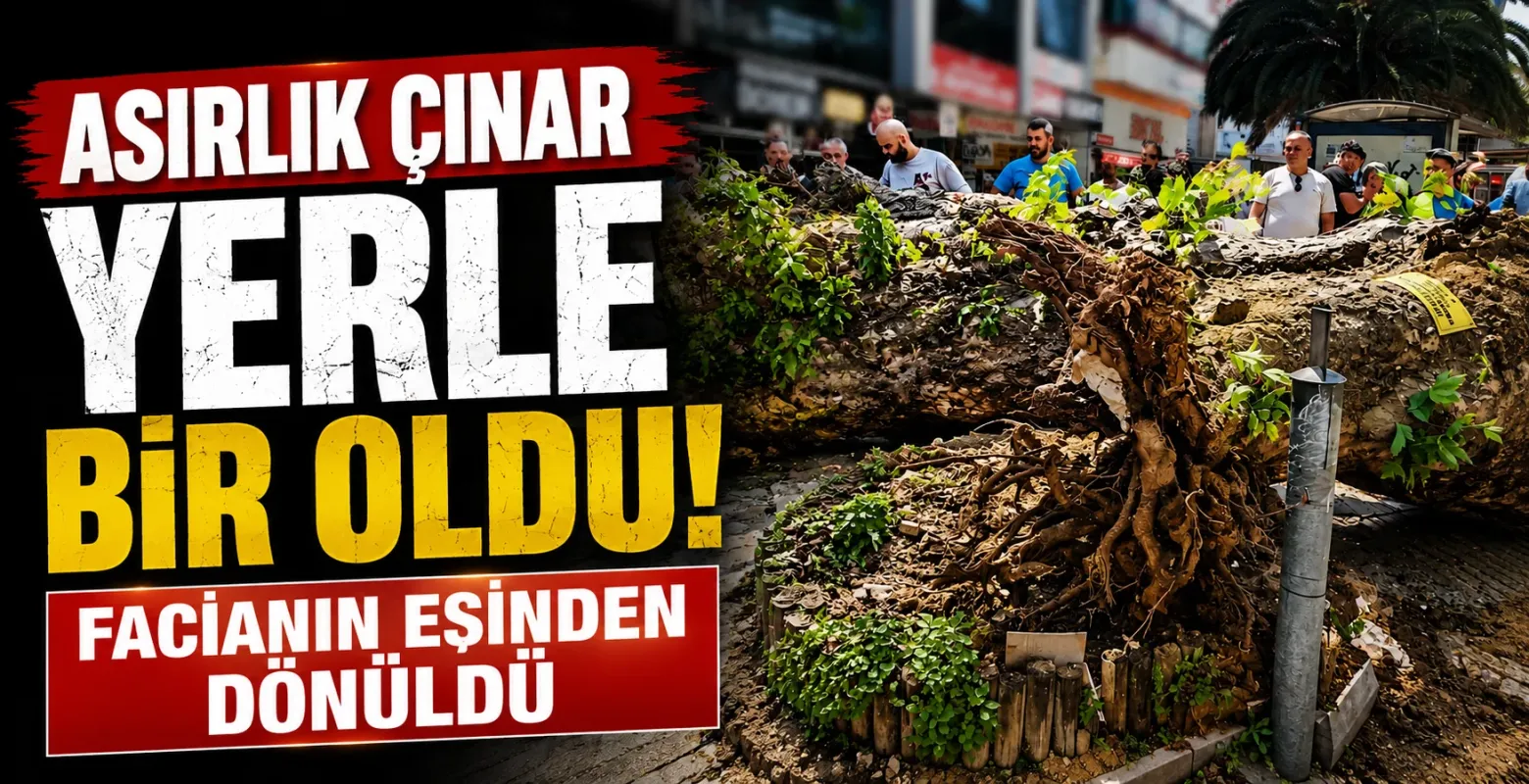 Asırlık çınar yerle bir oldu! Facianın eşinden dönüldü