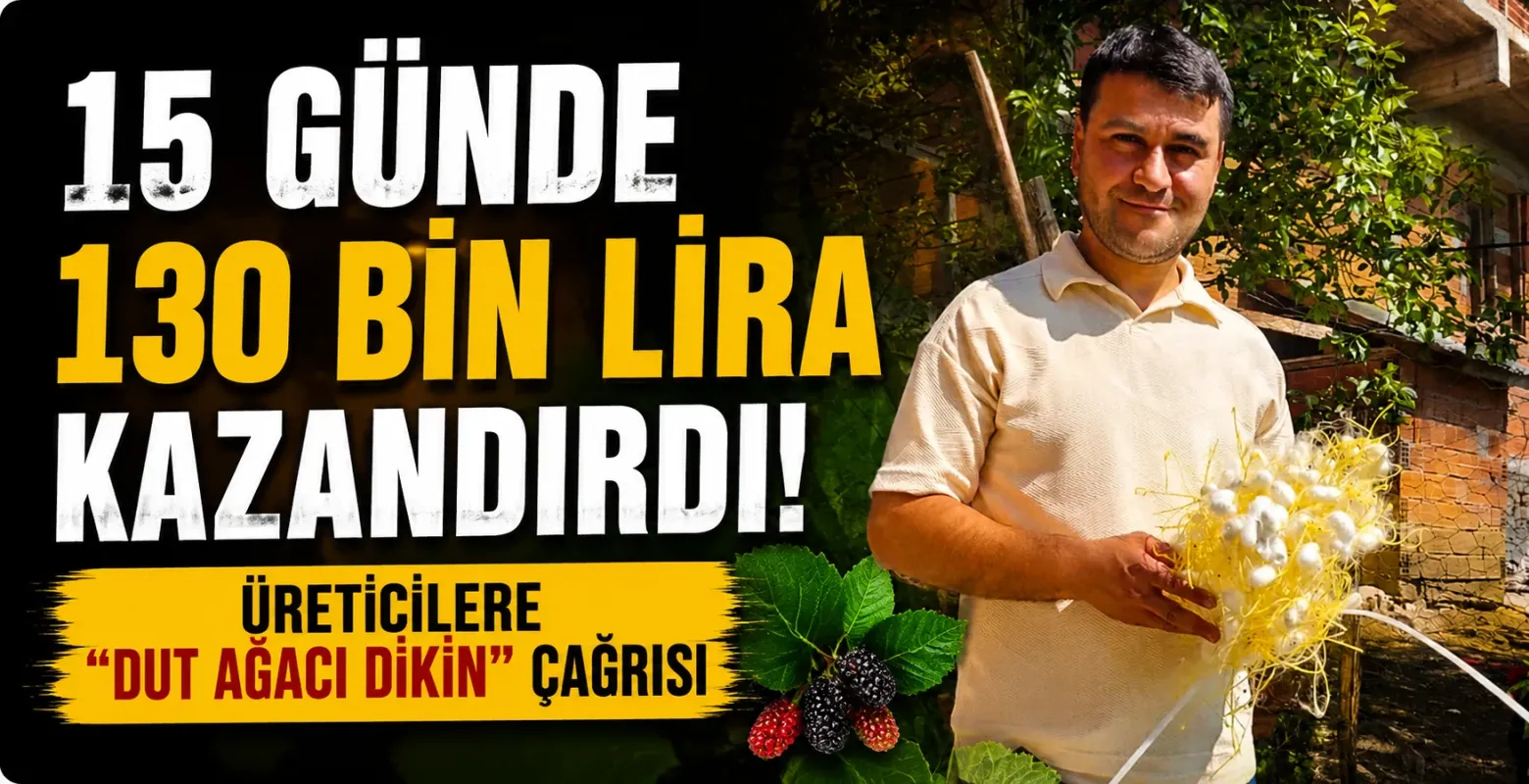 15 Günde 130 Bin Lira Kazandırdı! Üreticilere "Dut Ağacı Dikin" Çağrısı
