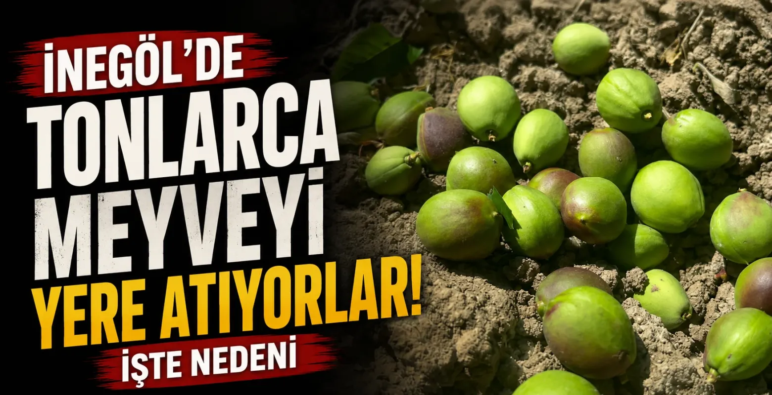 İnegöl'de tonlarca meyveyi yere atıyorlar! İşte nedeni