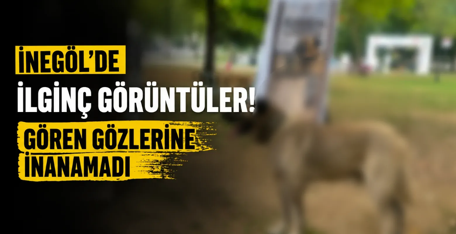 İnegöl'de ilginç görüntüler! Gören gözlerine inanamadı