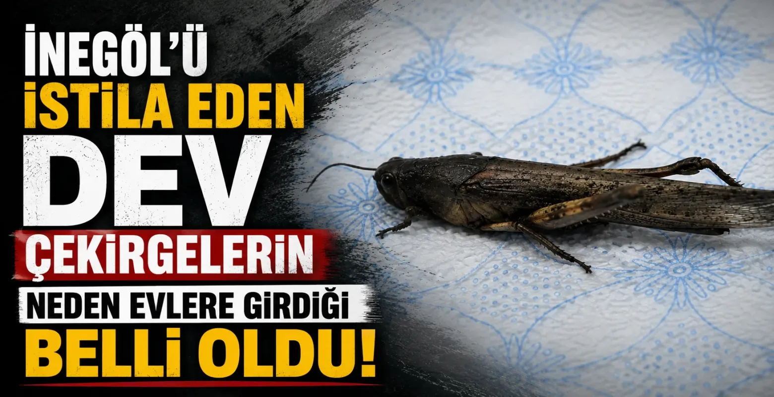 İnegöl'ü istila eden dev çekirgelerin neden evlere girdiği belli oldu!