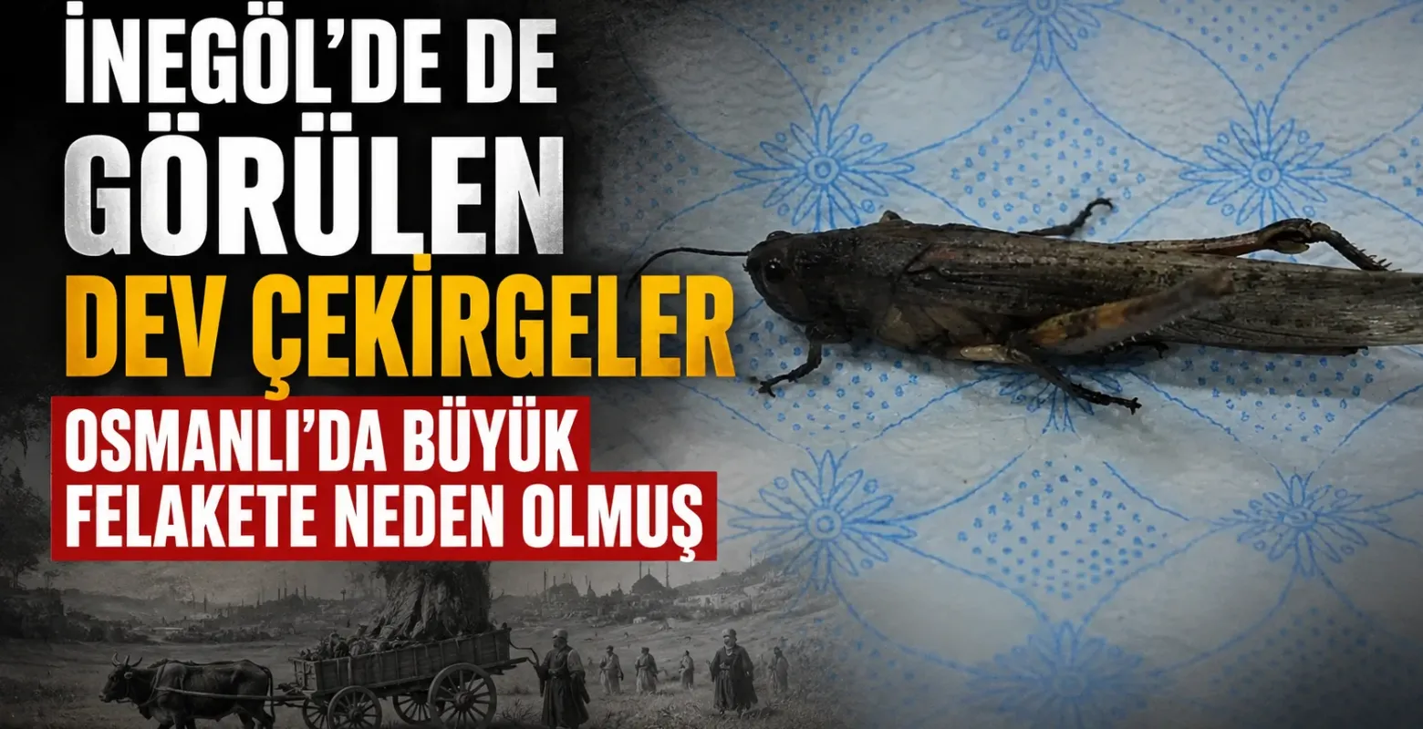 İnegöl'de de Görülen Dev Çekirgeler Osmanlı'da büyük felakete neden olmuş