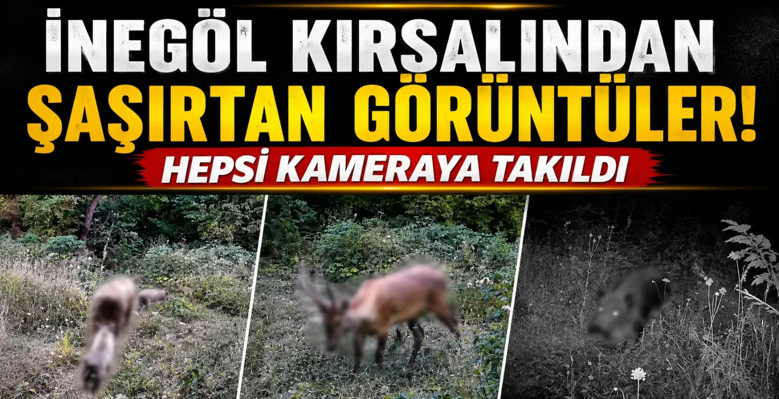 İnegöl kırsalından şaşırtan görüntüler! Hepsi kameraya takıldı