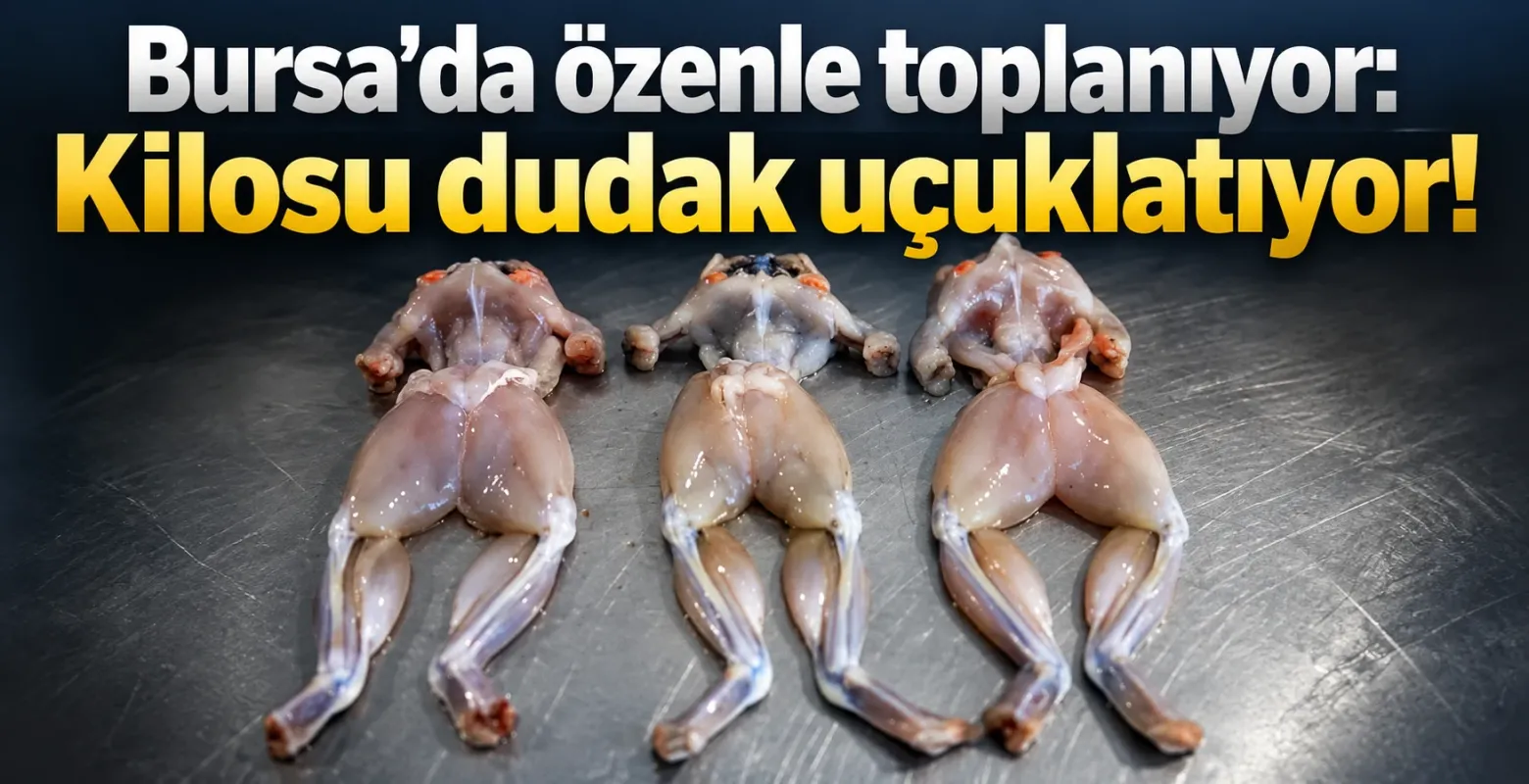 Bursa'da özenle toplanıyor: Kilosu dudak uçuklatıyor!