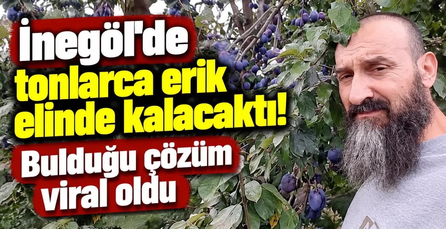 İnegöl’de tonlarca erik elinde kalacaktı! Bulduğu çözüm viral oldu