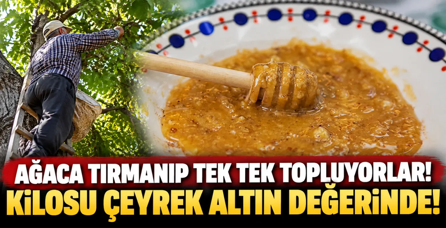 Ağaca tırmanıp tek tek topluyorlar! Kilosu çeyrek altın değerinde