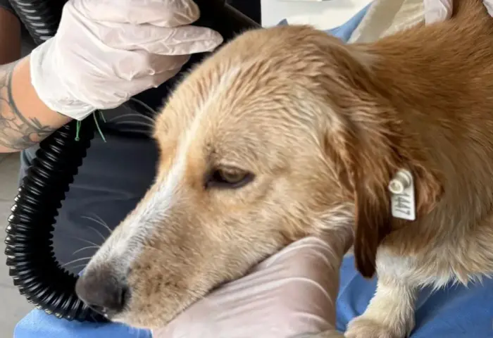 İnegöl'de silahla vurulmuştu, yaşamını yitirdi!