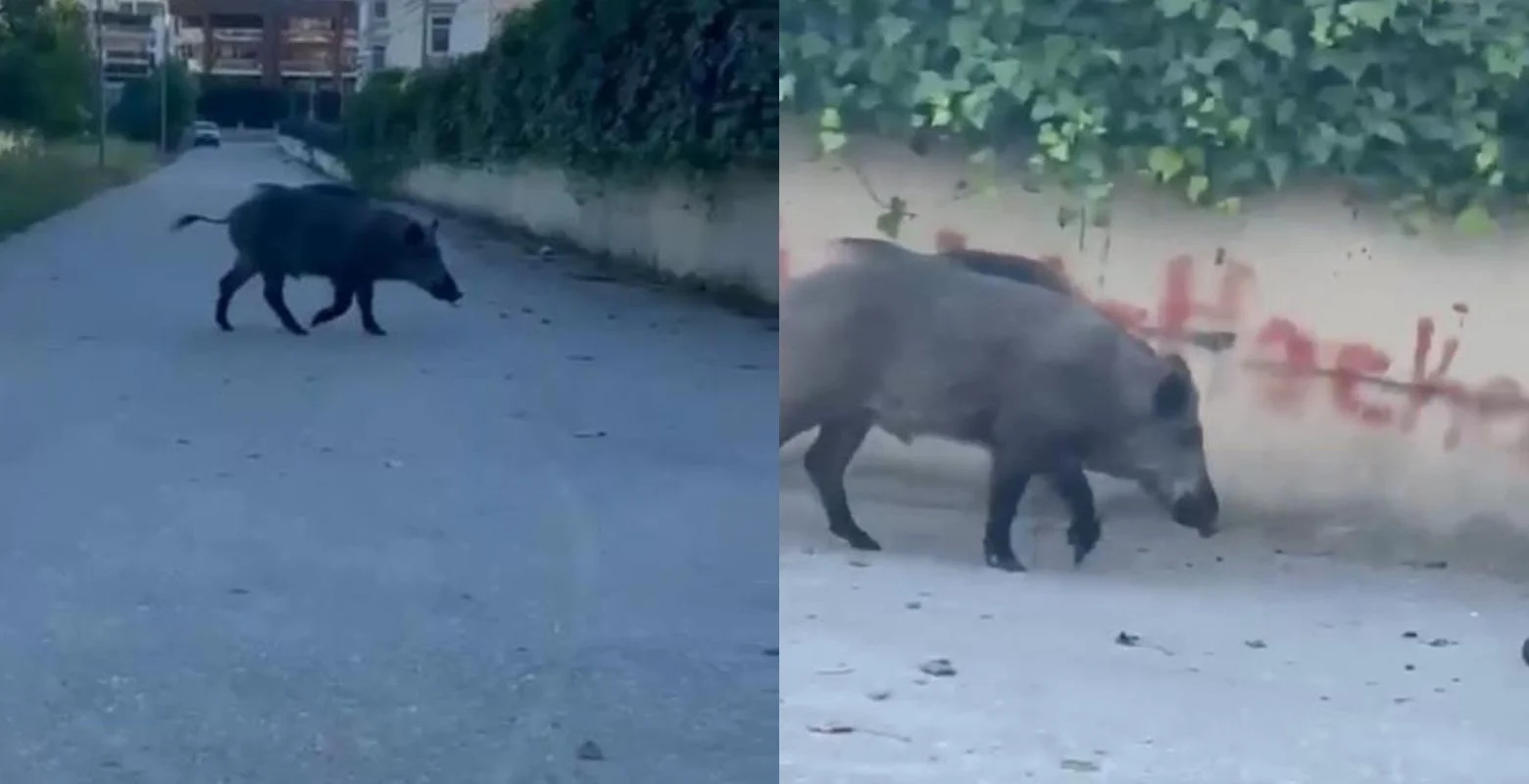 Aç kalan domuzlar şehre indi!
