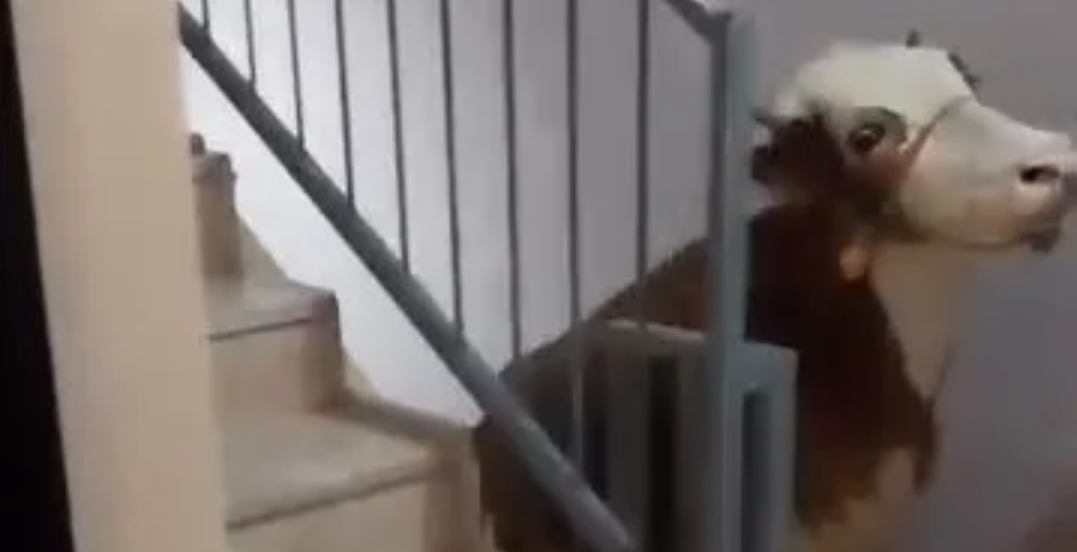 Apartmanın 6. katına misafir edayısla çıkan kurbanlık gündem oldu