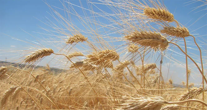 2026 buğday alım fiyatları ne zaman açıklanacak?