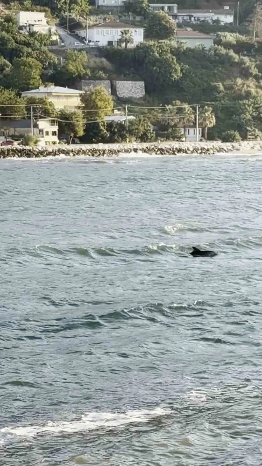 Bursa’da yunusun görsel şöleni kamerada