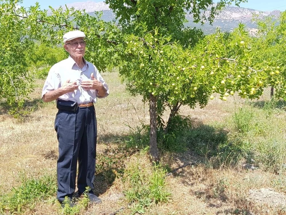 300 yıllık ağaçlardan toplanan ölümsüzlük meyvesinde hasat başlıyor