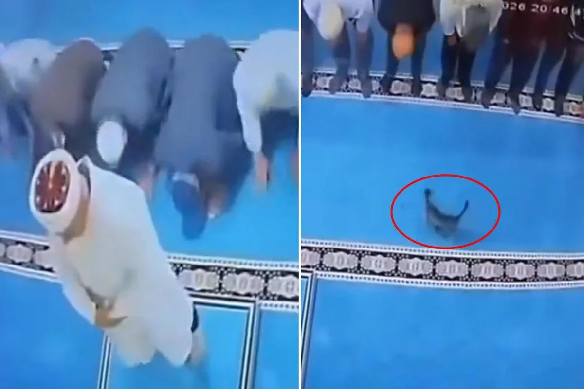 Cemaatin tekme attığı kedi imamın başına düştü!